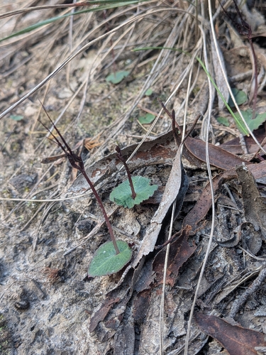 Mayfly orchid