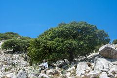 Quercus chihuahuensis