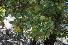 Quercus chihuahuensis