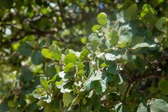 Quercus chihuahuensis