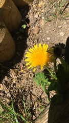 Taraxacum officinale
