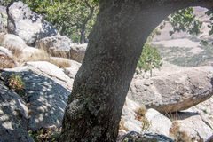 Quercus chihuahuensis