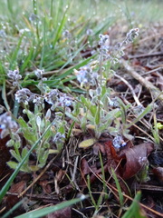 Myosotis stricta