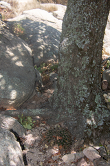 Quercus chihuahuensis