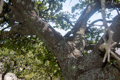 Quercus chihuahuensis