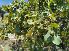 Quercus chihuahuensis