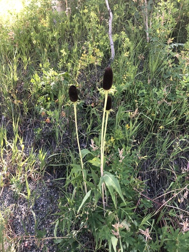 Rudbeckia montana, photograph 3