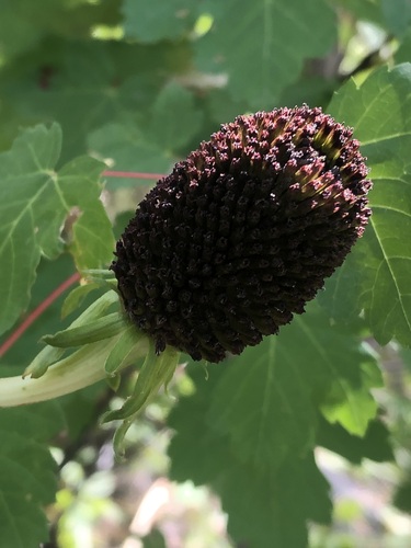 Rudbeckia montana, photograph 4