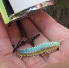 Xystocheir dissecta dissecta