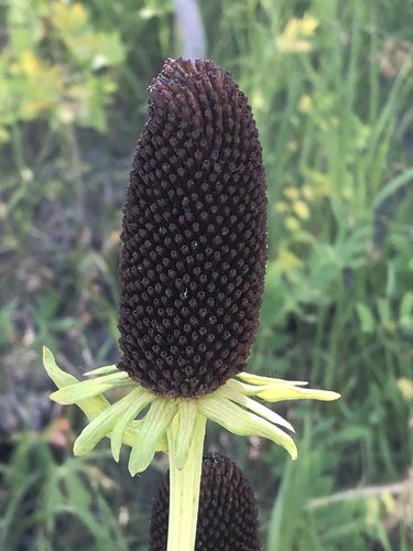 Rudbeckia montana, photograph 2