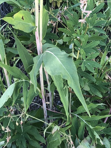 Rudbeckia montana