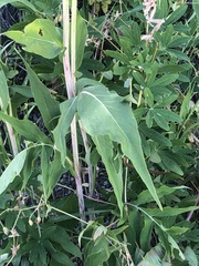 Rudbeckia montana