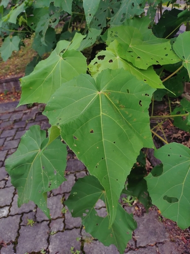 Hibiscus taiwanensis
