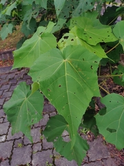 Hibiscus taiwanensis