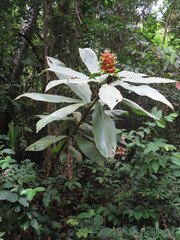 Costus guanaiensis macrostrobilus