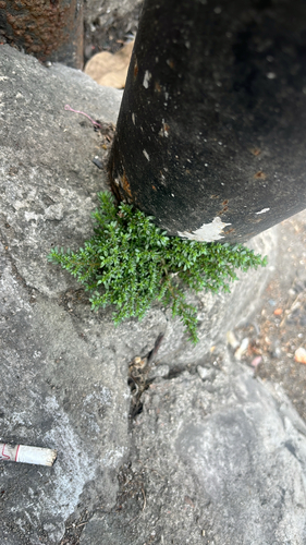 Artillery Plant