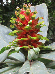 Costus guanaiensis image