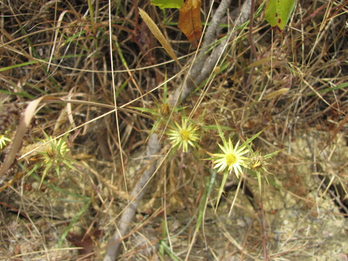 Carlina racemosa (Carlina racemosa)