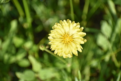 Pyrrhopappus pauciflorus
