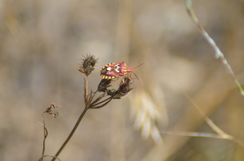 Variegated Fruit Bug