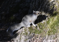 Sciurus carolinensis