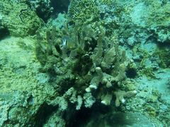 Pocillopora grandis