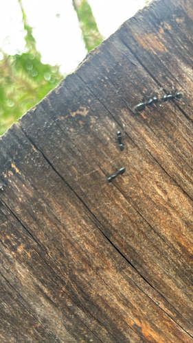 iNaturalist observation photo of Hairy Smooth Carpenter Ant