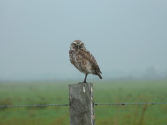 Athene cunicularia floridana
