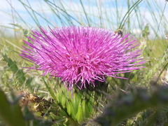 Cirsium drummondii