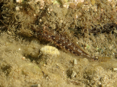 Gobius cruentatus