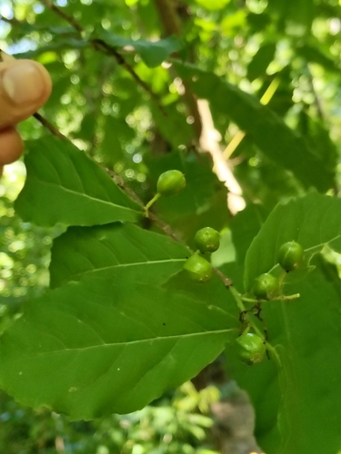 Casearia corymbosa observed 2026-07-28