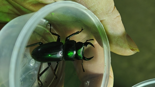 Dorcus hopei hopei