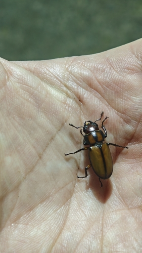 Cyclommatinus scutellaris