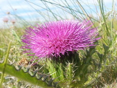 Cirsium drummondii