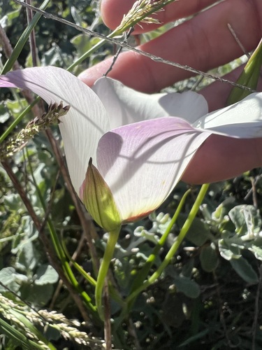 Calochortus catalinae, photograph 2