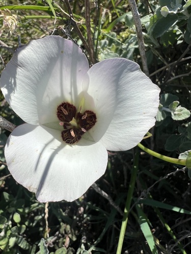 Calochortus catalinae, photograph 1