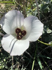 Calochortus catalinae