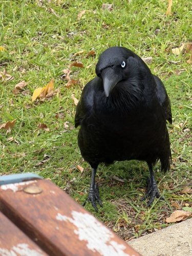 Australian Raven