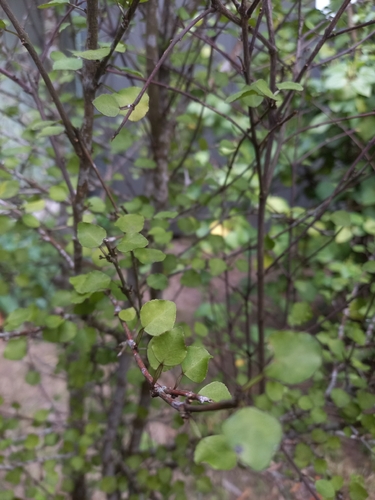Melicope simplex, photograph 5
