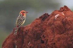 Trachyphonus erythrocephalus