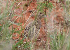 Turnix sylvaticus