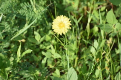 Pyrrhopappus pauciflorus