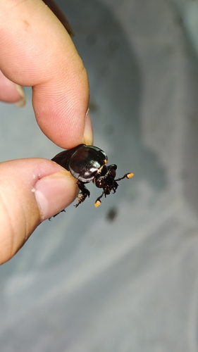 Nicrophorus concolor
