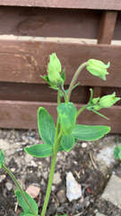 Aquilegia vulgaris