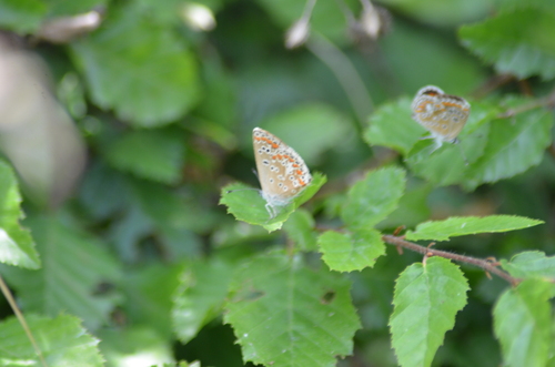Brown Argus