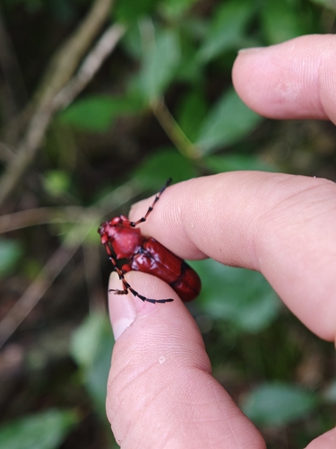 Dicelosternus corallinus