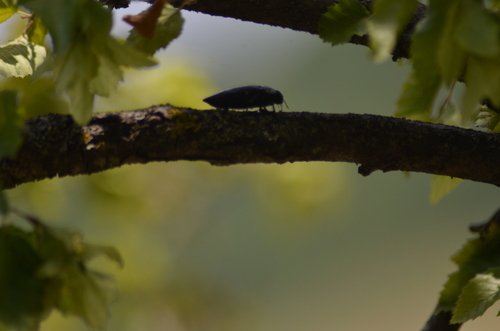 Flat-headed Root-borer