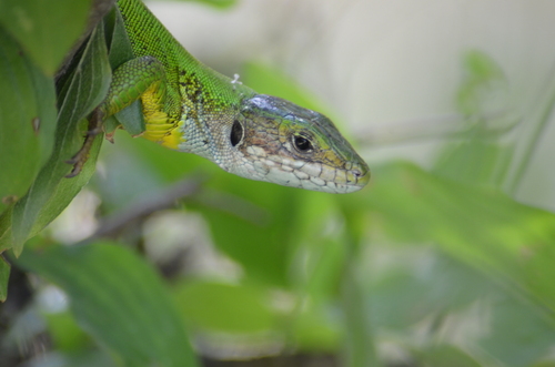 Green Lizard