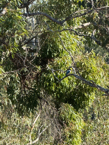 Forest Kingfisher