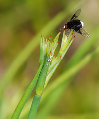 Ogcodocera leucoprocta